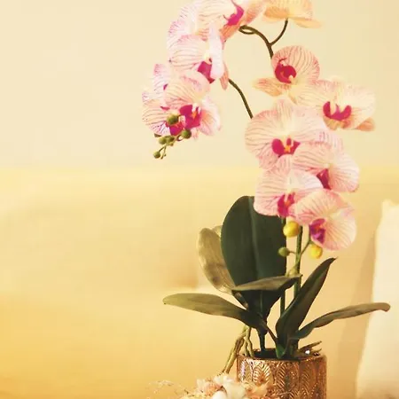 Kanna Stay-3